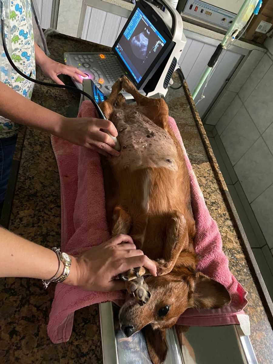 Mês do veterinário: Empreendedor de Jales amplia serviços de clínica pet com Banco do Povo