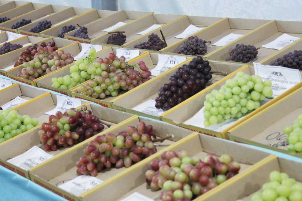 15ª Feira da Uva e da Agricultura Familiar de Jales será nos dias 4 e 5 de setembro