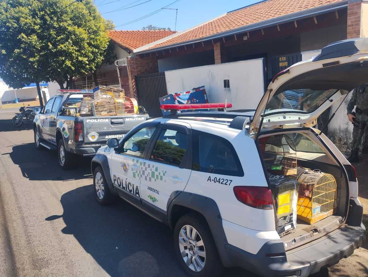 Polícia Ambiental apreende 41 aves silvestres mantidas ilegalmente em cativeiro