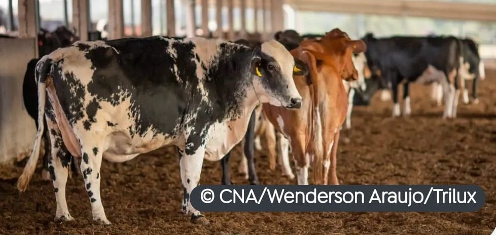 Receita investiga sonegação de quase R$ 1 bilhão em venda de gado