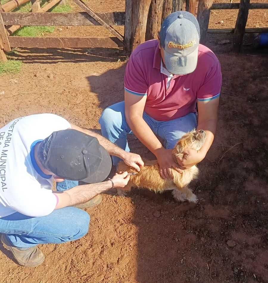 Campanha de Vacinação Antirrábica avança em Itapagipe e também atende animais da zona rural