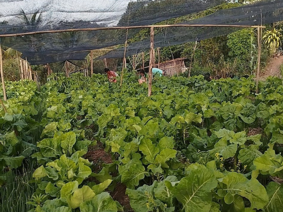 Capa da notícia Agroecologia avança em nove municípios capixabas após projeto executado por Incaper e parceiros