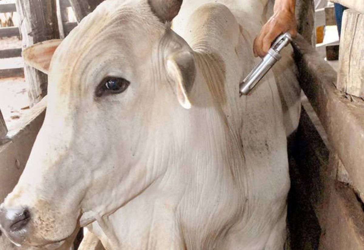 Capa da notícia Saúde alerta para cuidados contra raiva animal