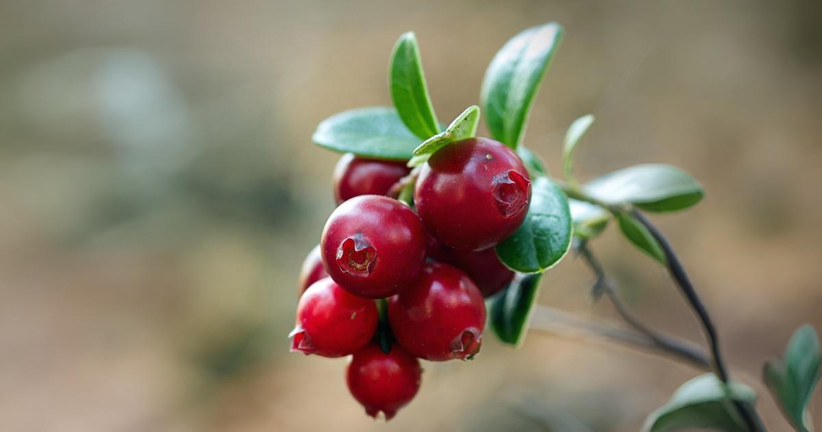 Cranberry em leite fermentado combate infecção urinária com eficácia promissora
