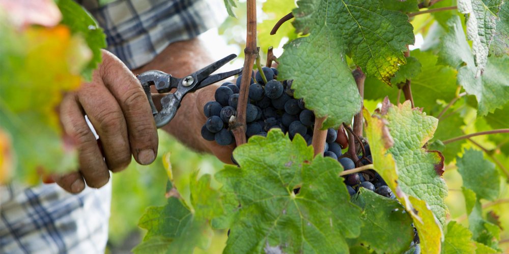 Jean-Claude Boisset adquire domínio de Dauvissat e outras novidades do setor vinícola