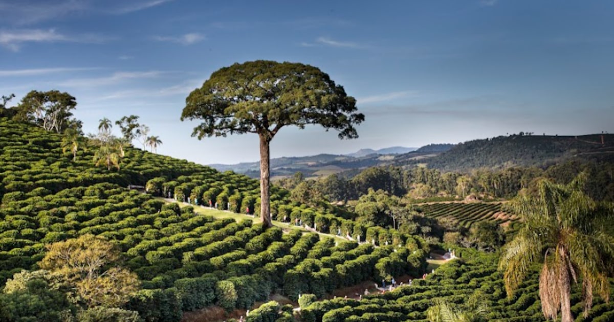 Orfeu planeja expansão no mercado de cafés especiais com foco em crescimento sustentável