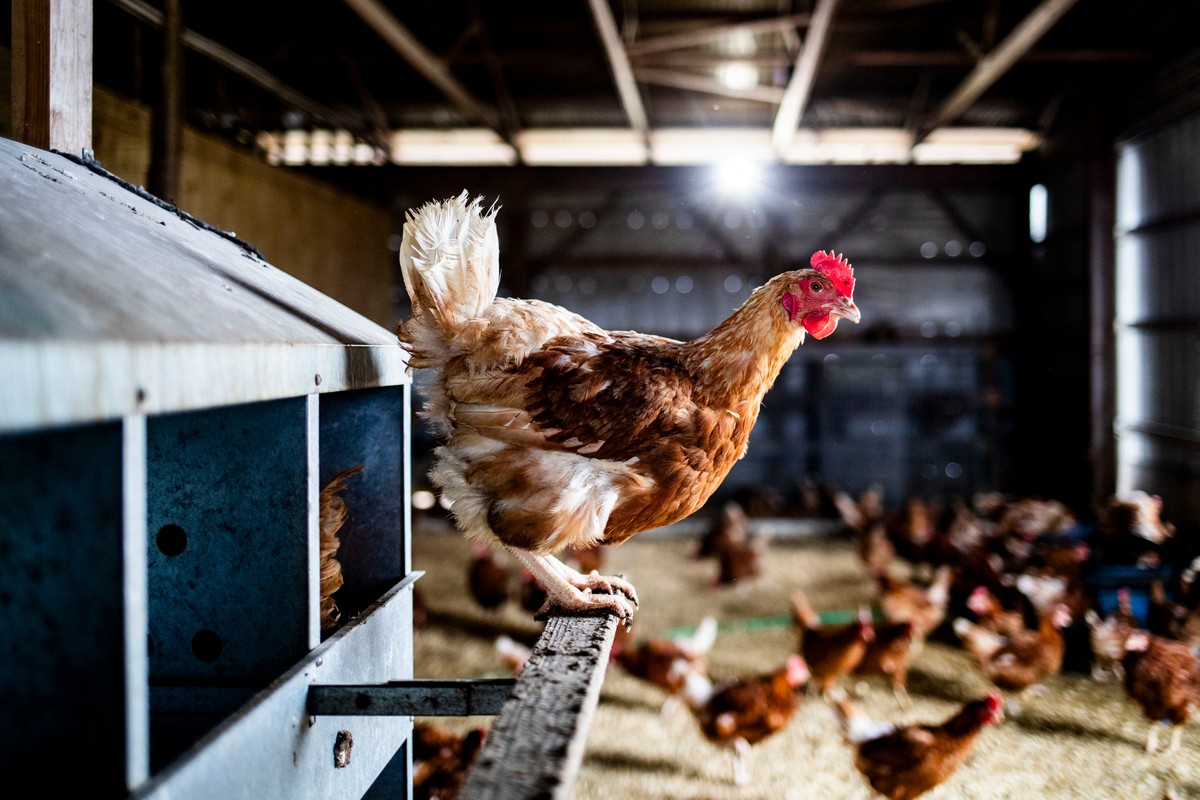 Dezessete países liberam importações de carne de frango do Brasil após embargo