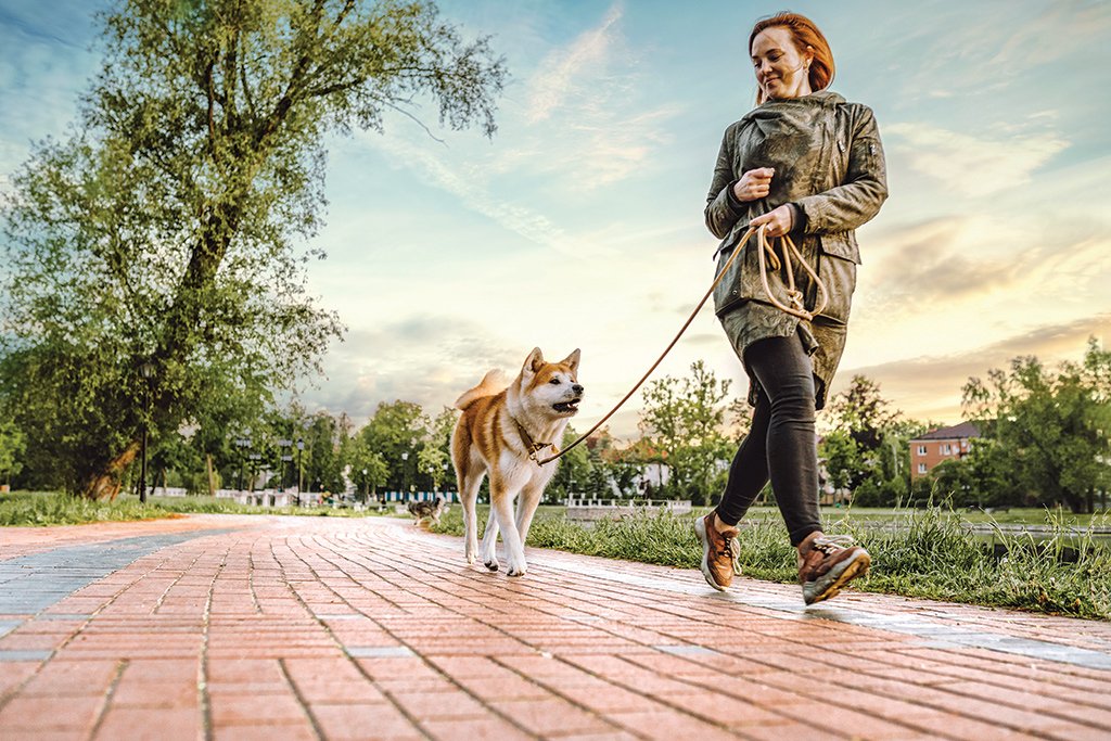 Cachorros e gatos devem usar protetor solar para se proteger do sol intenso