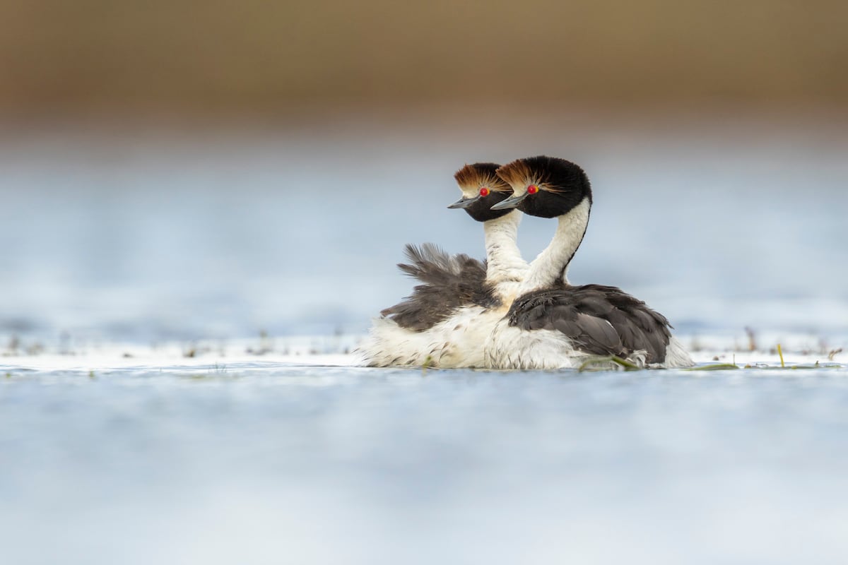 Duas aves macá tobiano durante a época de cría, no Parque Nacional Patagonia (Argentina). (Foto: Ugo Mellone)