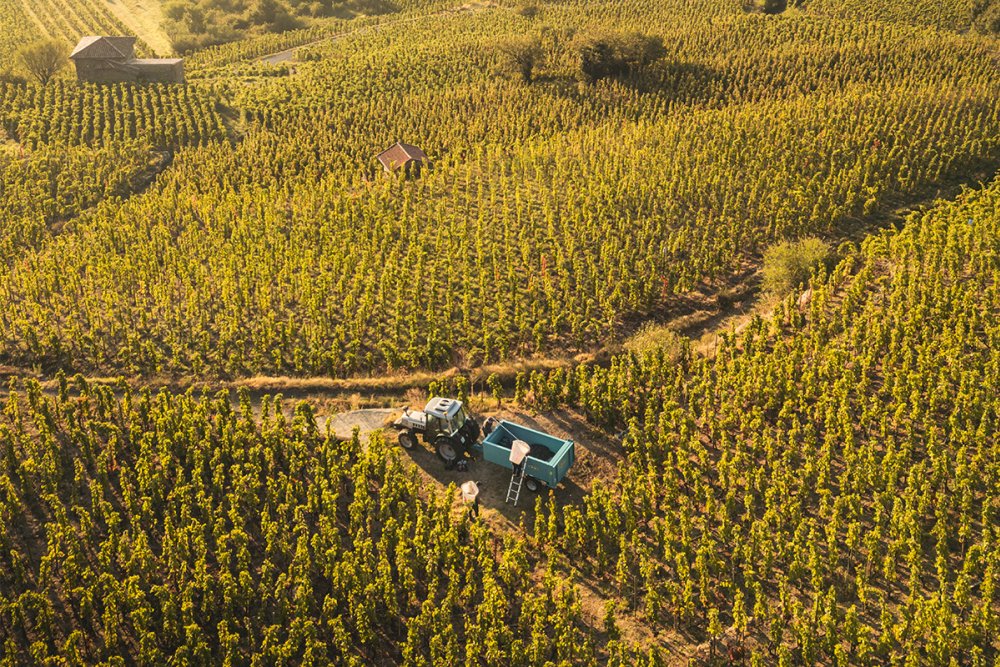 Caves cooperativas enfrentam crise no setor vitivinícola brasileiro