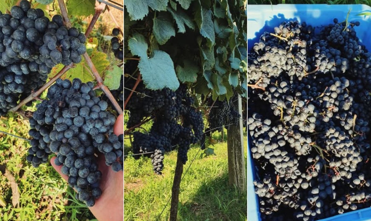 Uvas Tannat da Don Laurindo: melhor vinho do Brasil com esta variedade. (Foto: Reprodução / @donlaurindo)