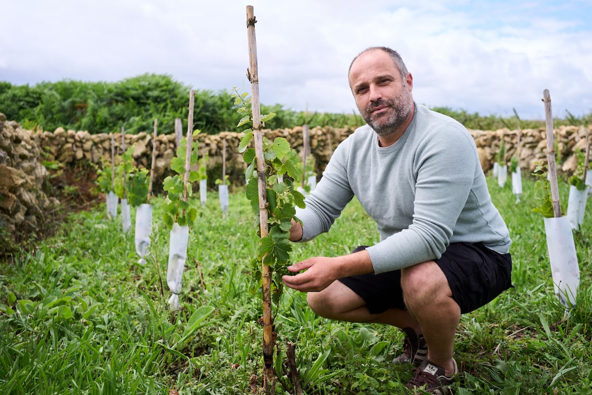 “Vinhedos revelam histórias e memórias de gerações passadas”