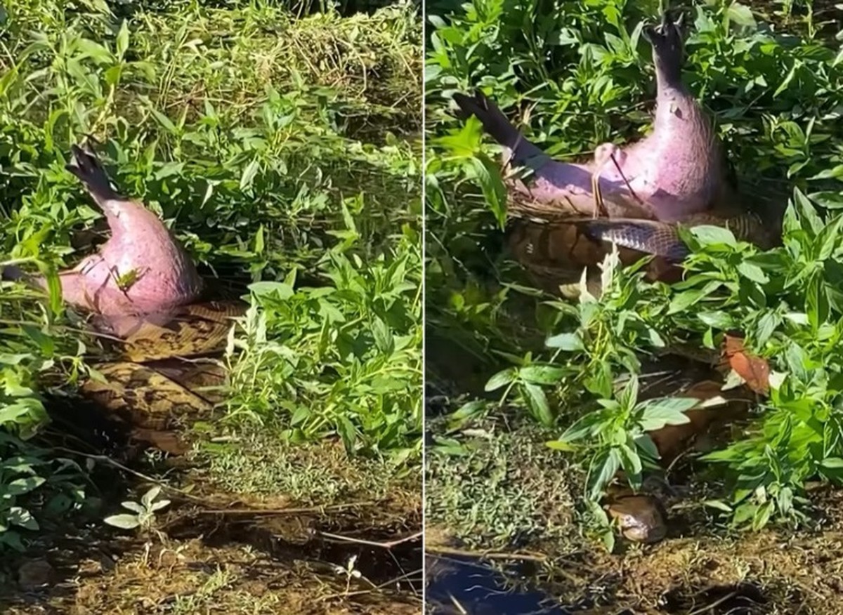 Sucuri é flagrada devorando capivara em rio do Mato Grosso do Sul; assista ao vídeo