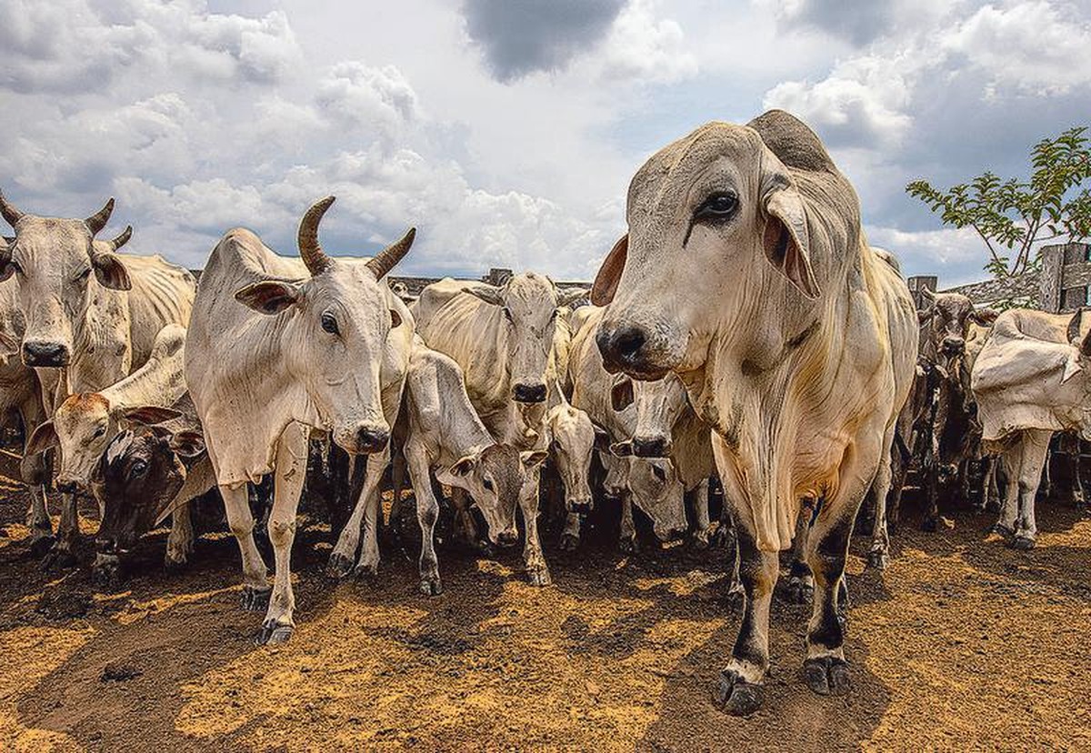 Exportação de carne bovina brasileira cresce nos EUA apesar de tarifas de Trump