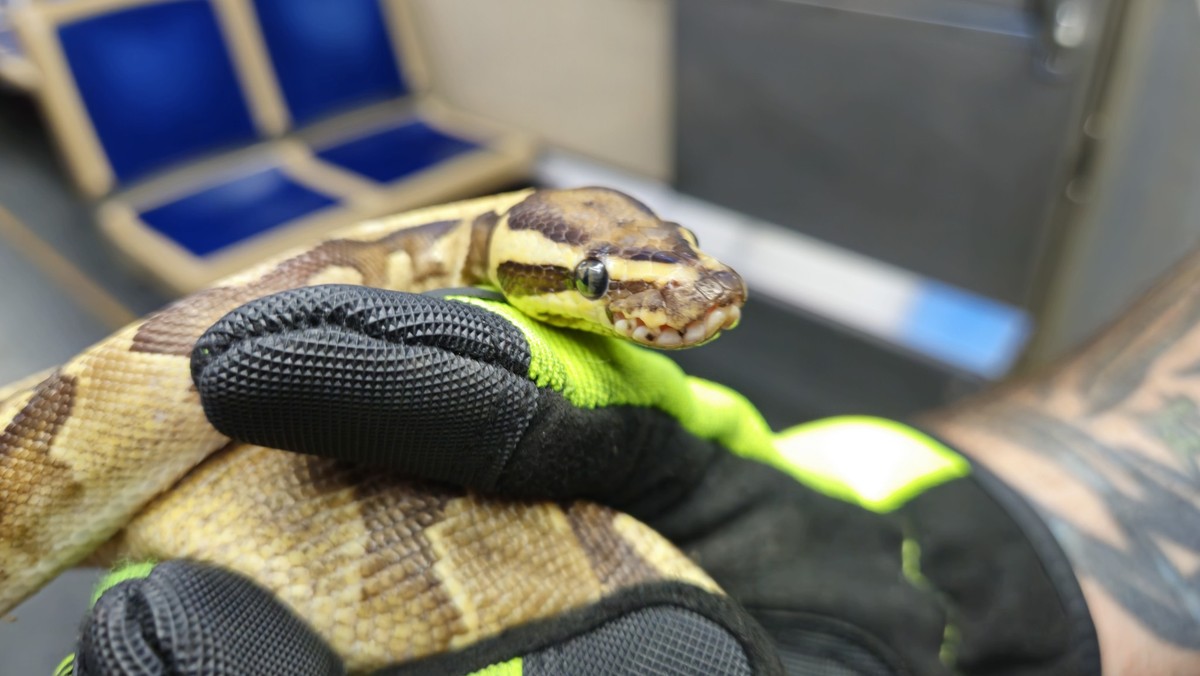 Cobra de estimação causa confusão em trem nos Estados Unidos após fuga do tutor