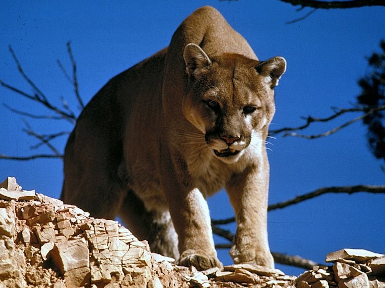 Puma é abatido após ataque repentino a criança em trilha nos Estados Unidos