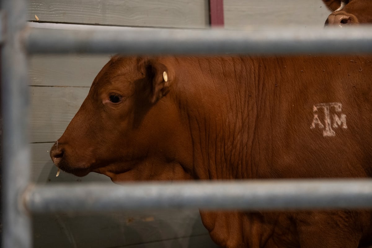 Estados Unidos fecha fronteira novamente para gado mexicano devido a praga agrícola