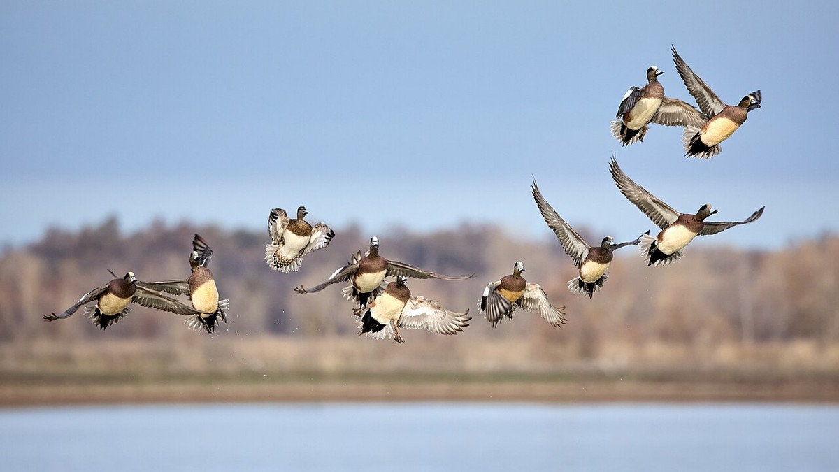 Revoada de piadeiras-americanas, ave da família dos patos que pode ter sido vetor inicial da nova gripe aviária (Foto: Frank Schulenburg/CC)