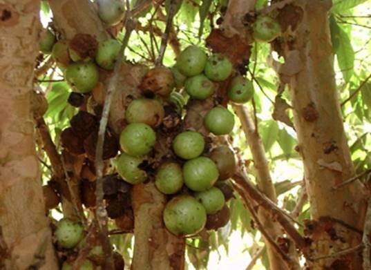 Fruta rara do Brasil surpreende por sua pouca conhecida e valor único no mundo