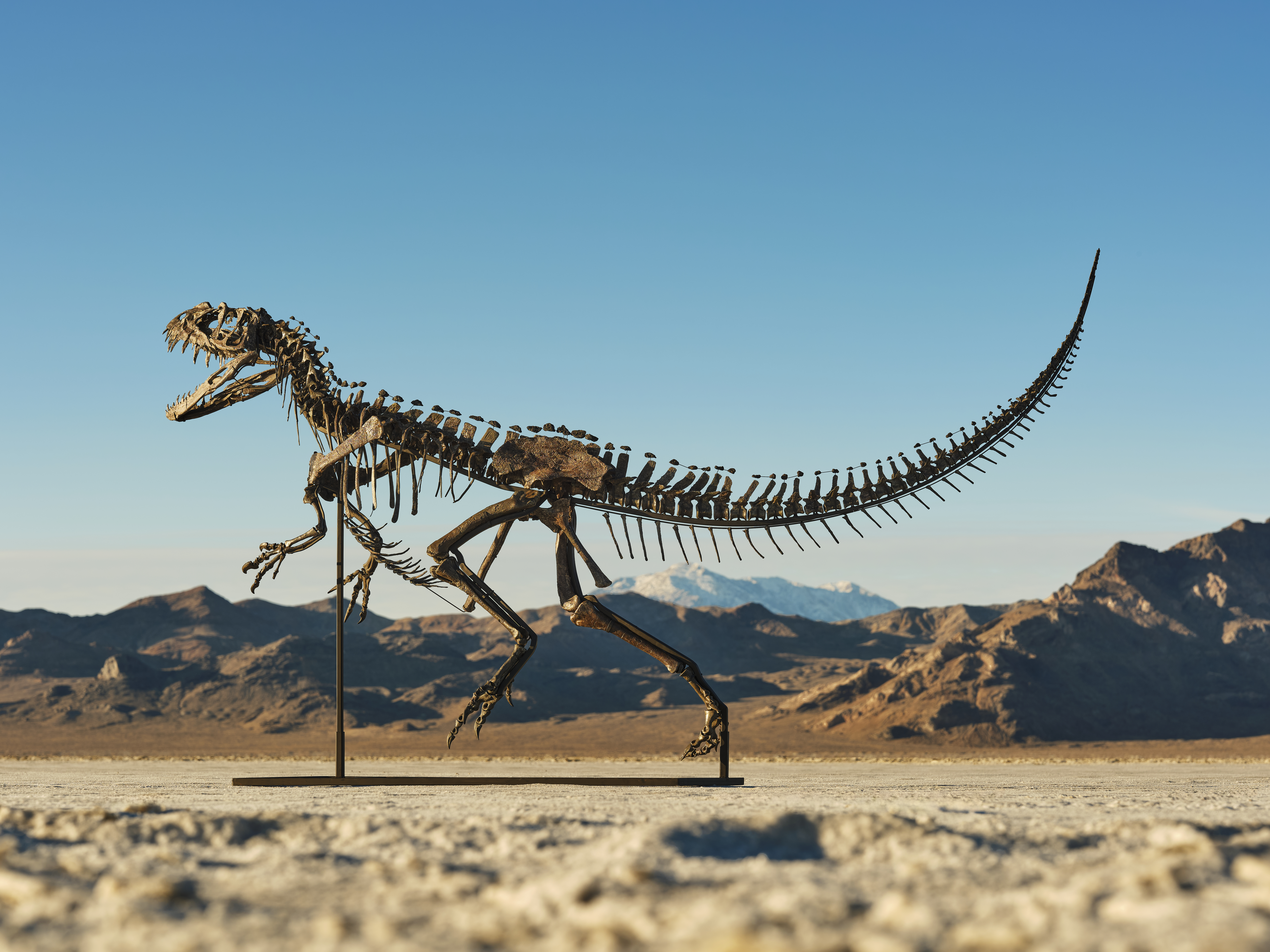 Fóssil de dinossauro ceratossauro juvenil é leiloado por R$ 30,5 milhões
