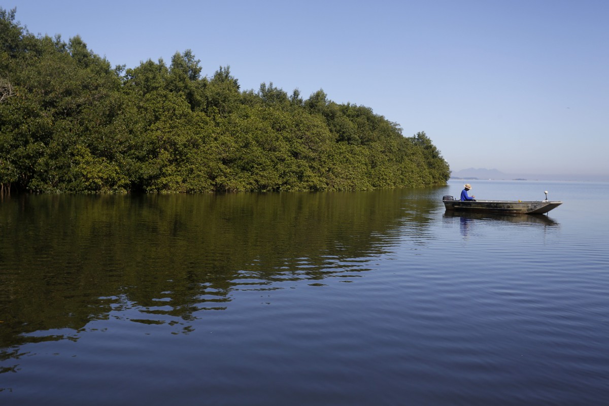 Manguezais são essenciais para a vida marinha e proteção do futuro ambiental