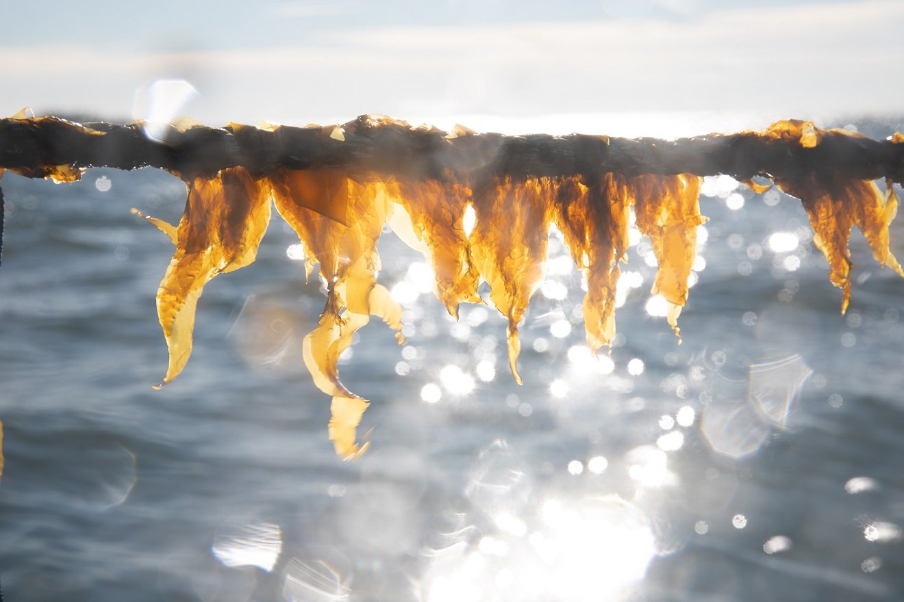 Ciência explora recursos do fundo do mar para revolucionar a alimentação humana
