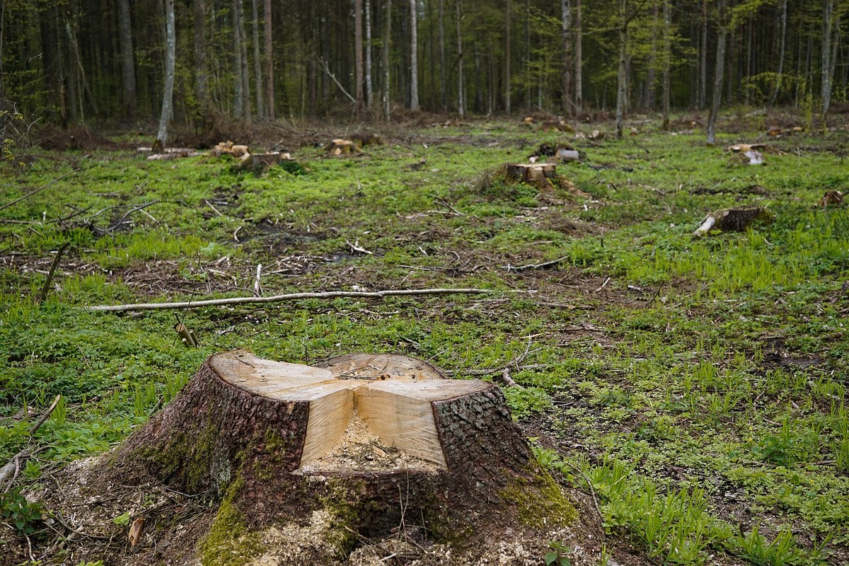 STF pode questionar pontos polêmicos do PL da devastação ambiental