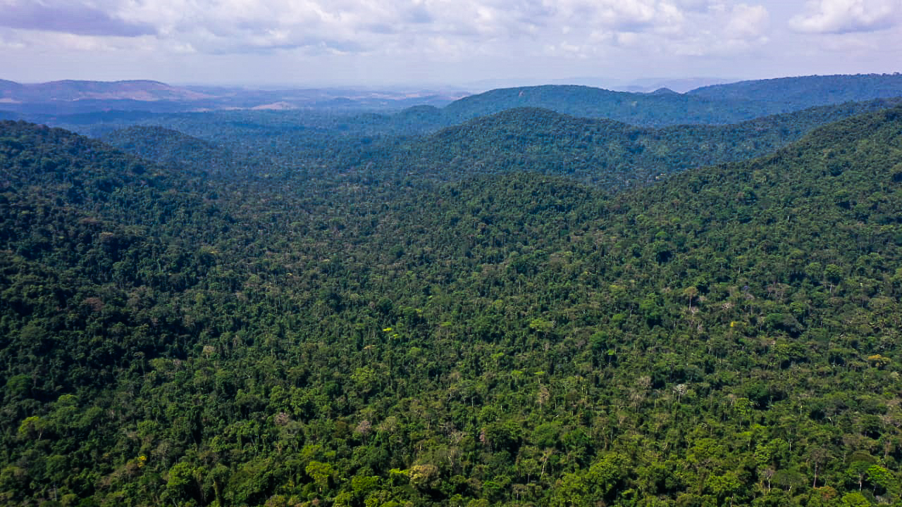 Floresta amazônica: concessão de áreas verdes avança (Foto: TV Brasil/Divulgação)