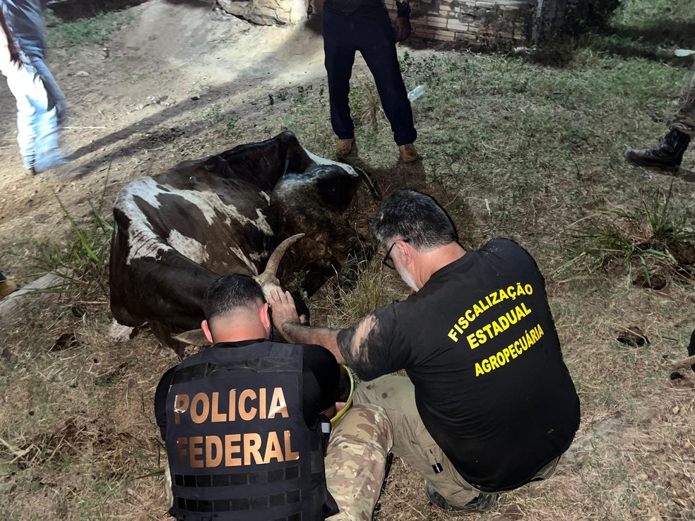 Marcas de luxo utilizam couro ilegal da Amazônia, revela pesquisa recente