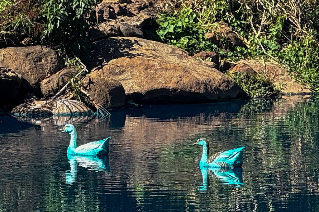 Aves, como patos e gansos, ficaram azuis com acidente. (Foto: Lais Morais - 15.mai.25/Reuters)  
Peixes também ficaram azuis e morreram em córrego de Jundiaí (SP) após derramamento de corante. (Foto: Regis Rosa/TV TEM)