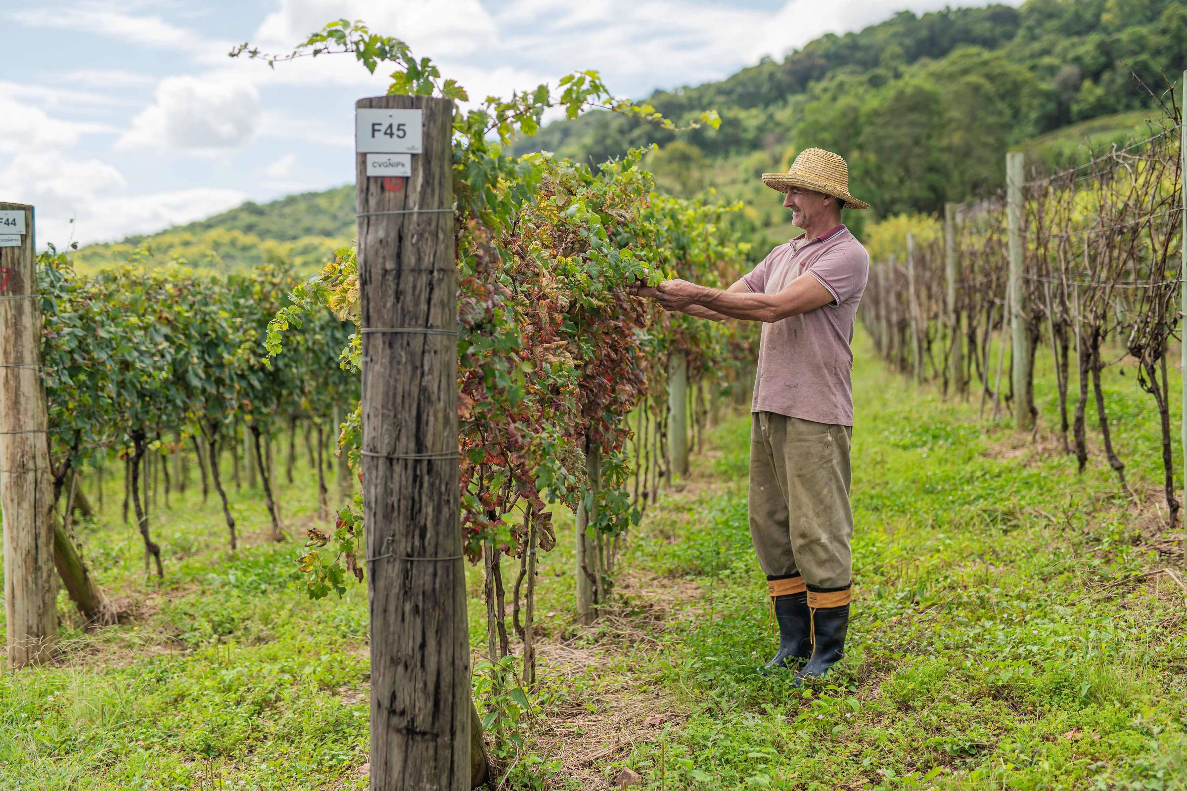 Vinícola gaúcha investe em uvas inéditas para adaptar-se às mudanças climáticas