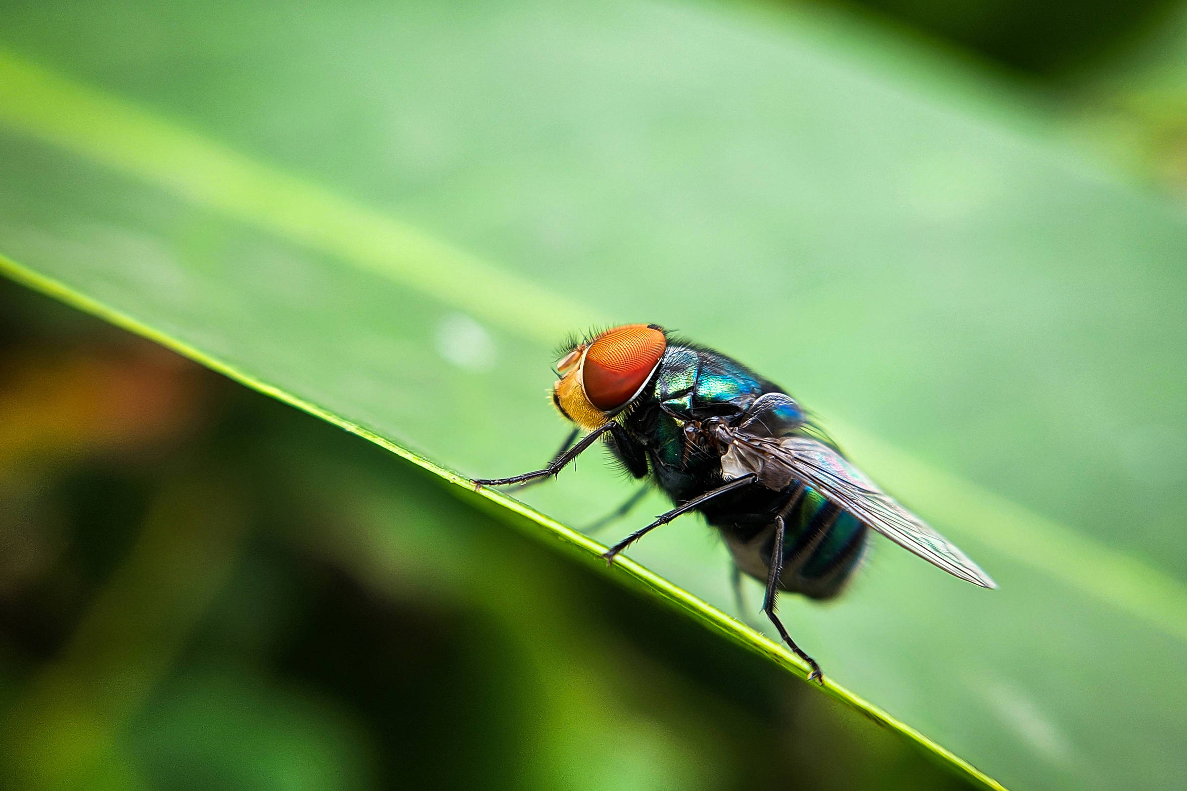Mosca da espécie Cochliomyia hominivorax (Foto: Dinar Budiman/Adobe Stock)