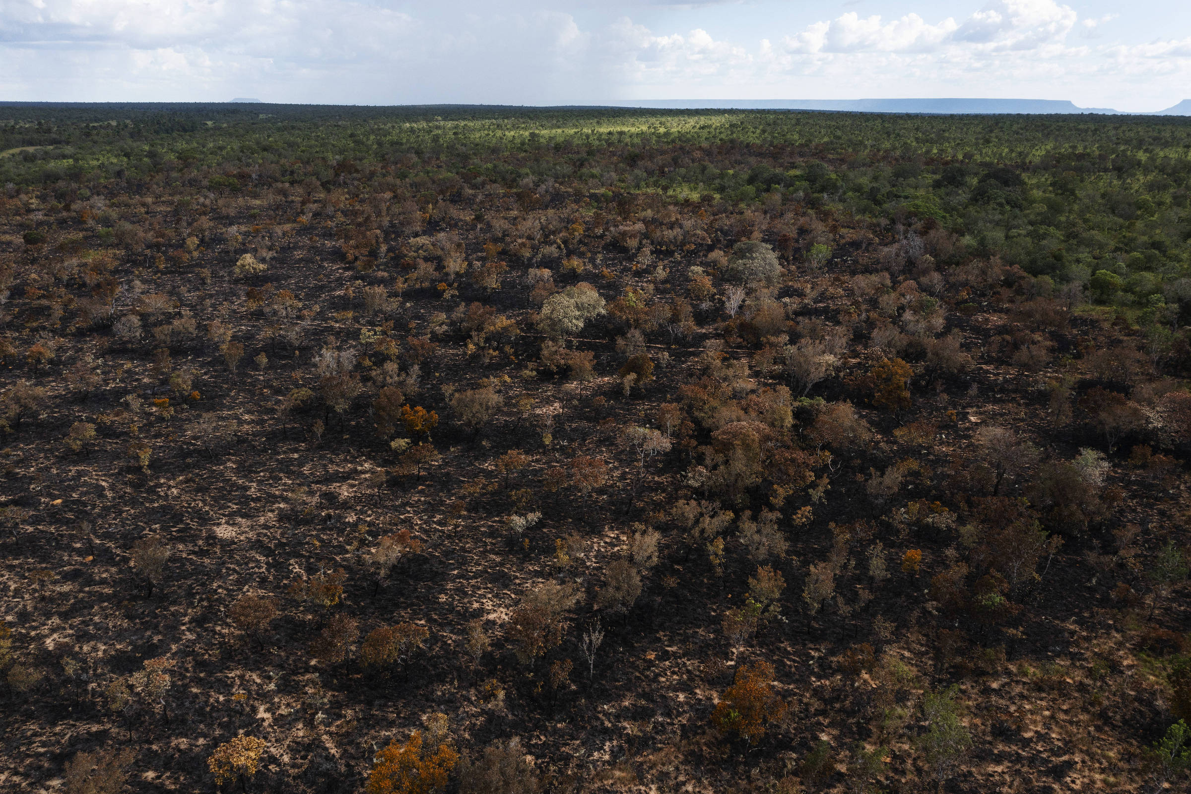 Área de cerrado queimada por incêndio florestal próximo à comunidade quilombola do Prata, na região do Jalapão, em São Félix do Tocantins, no Tocantins. (Foto: Lalo de Almeida - 1º abr. 24/Folhapress)