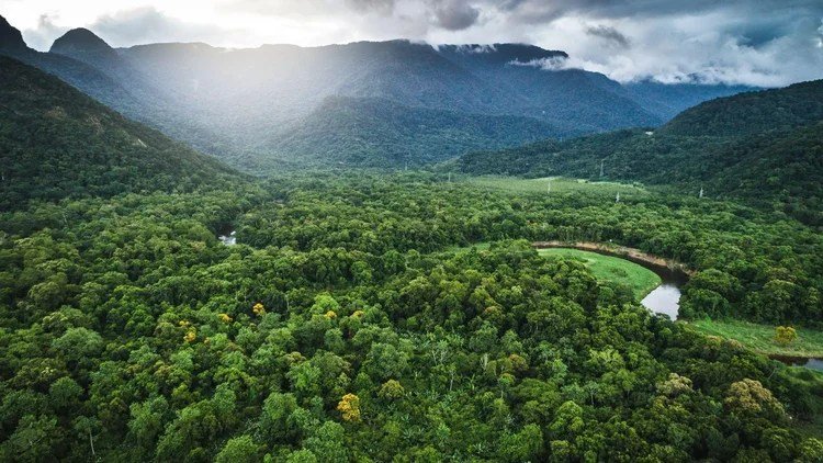 Nestlé e Re.green plantam 3,3 milhões de árvores nativas na Mata Atlântica