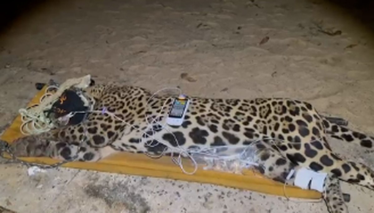 Onça-pintada que matou caseiro que atacou e matou caseiro é capturada (Foto: Reprodução/PMA)