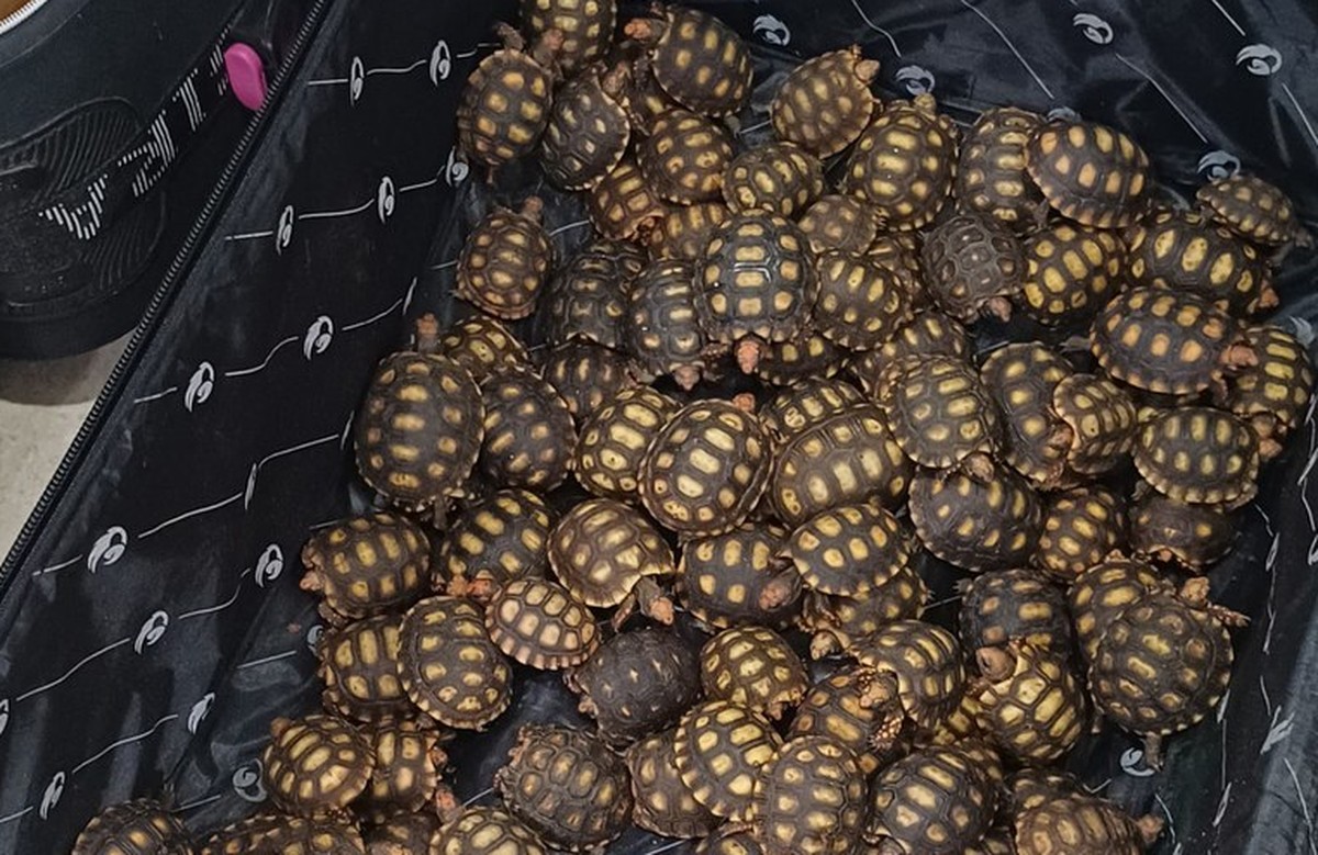 PRF resgata 600 filhotes de jabuti em operação contra tráfico de animais na BR-116