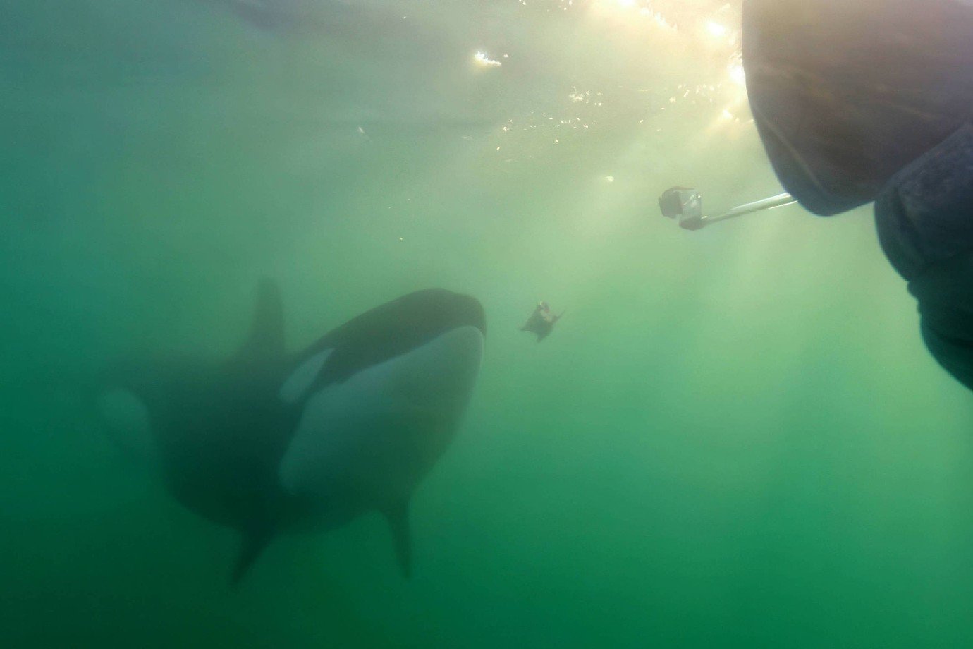 Orcas brincam com humanos ao oferecer presas, mas cientistas alertam para riscos