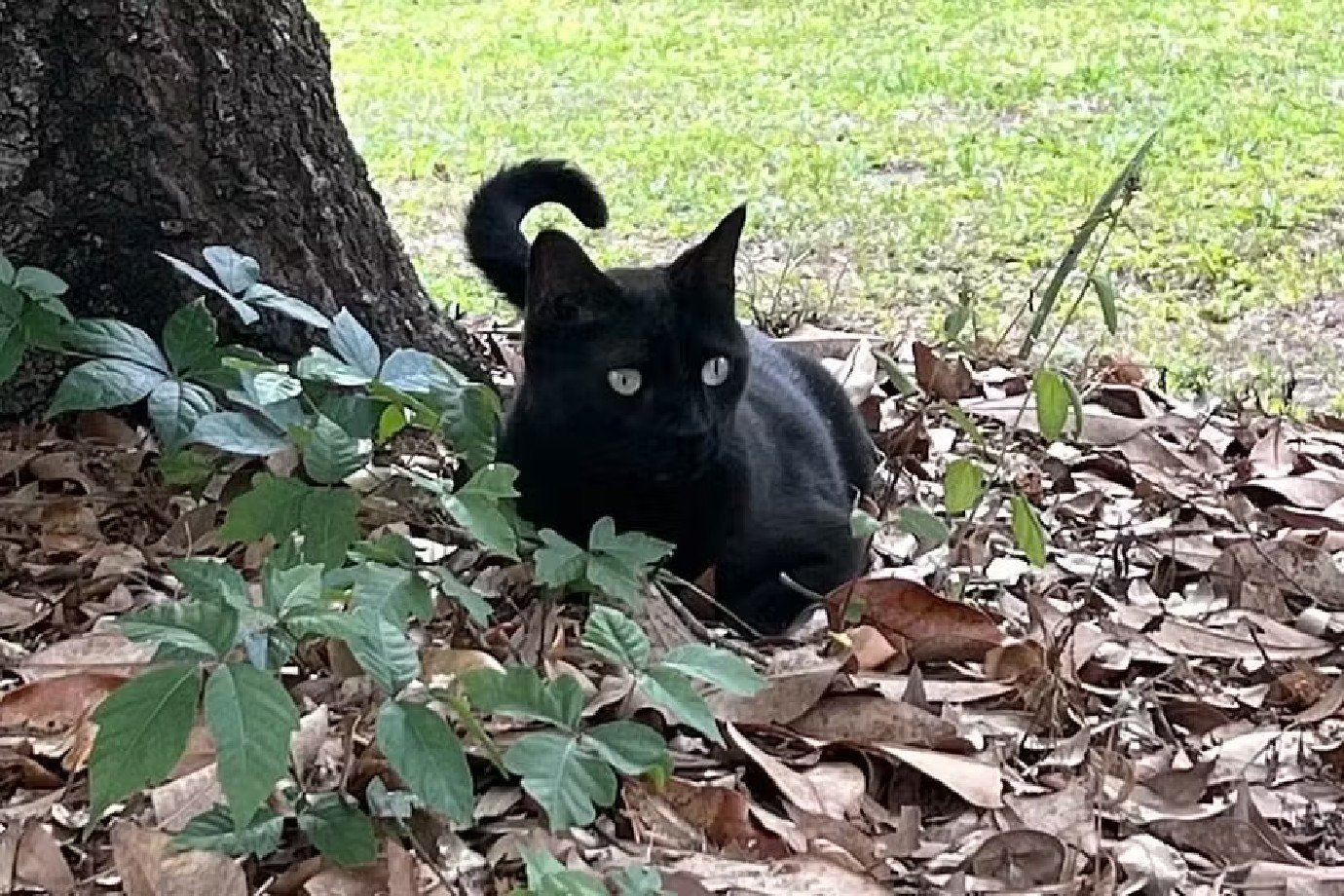 Gato cientista contribui para a descoberta de dois vírus perigosos