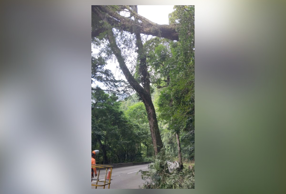 Serra de Petrópolis é interditada por corte de árvore após chuvas intensas na região