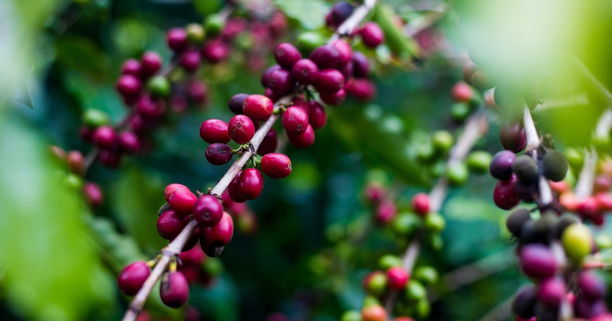 Conselho de exportadores luta para incluir café em exceções ao tarifaço de Trump