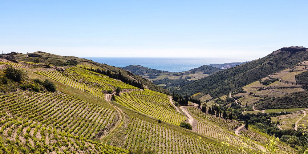 Descubra quinze vinhos do Roussillon por menos de 15 euros que você vai amar