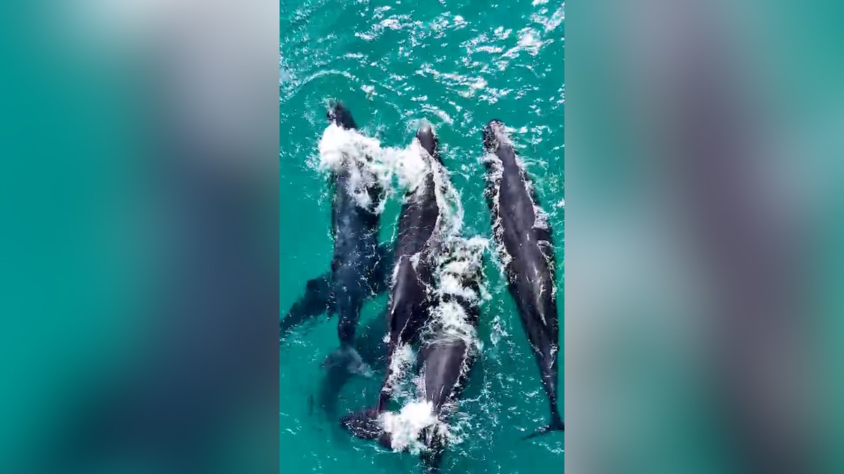 Grupo de 15 baleias é avistado próximo à praia de Arraial do Cabo