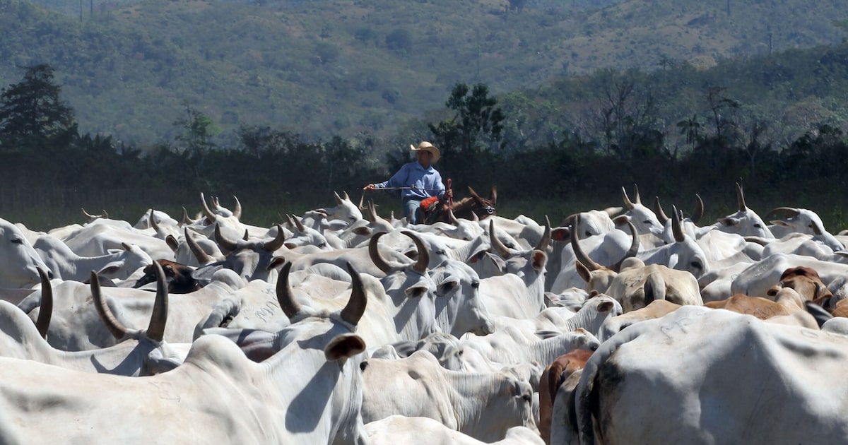 Solução inovadora promete reduzir impactos ambientais do consumo de carne bovina