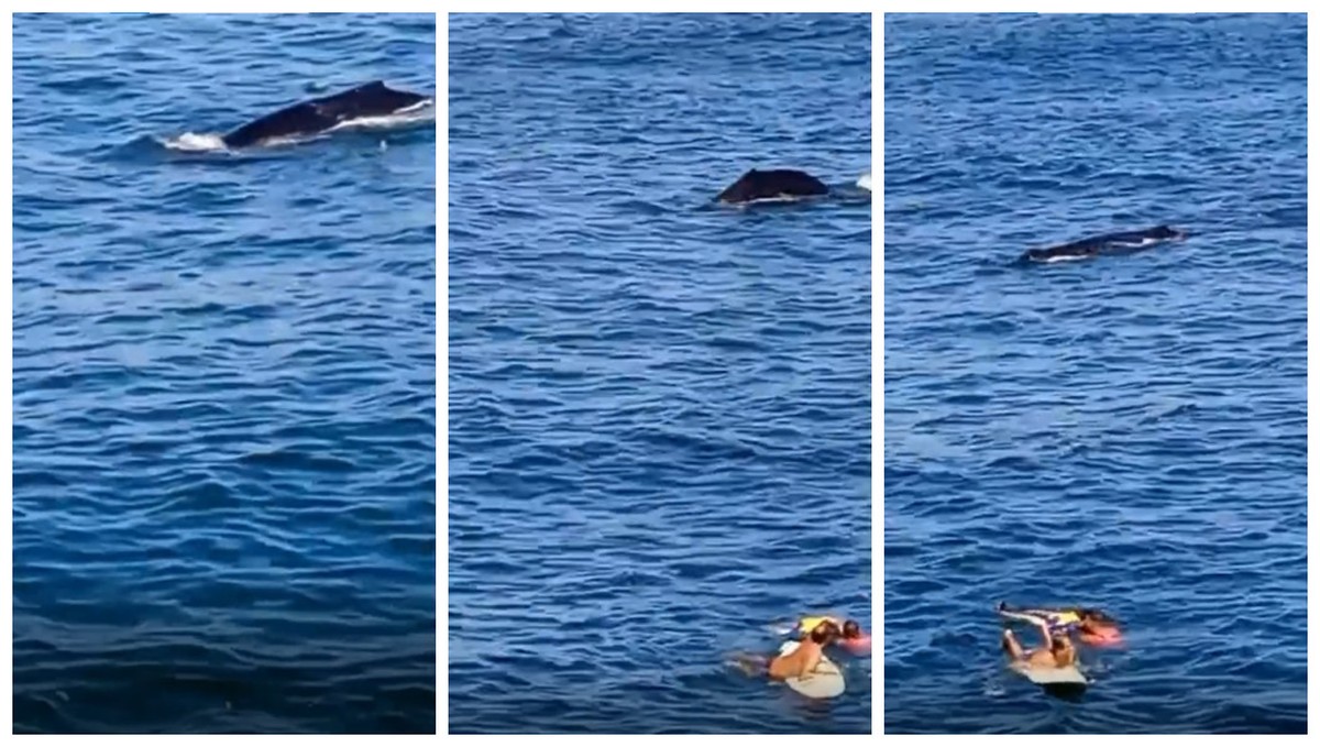 Baleia surpreende salva-vidas durante resgate de pescador em Niterói