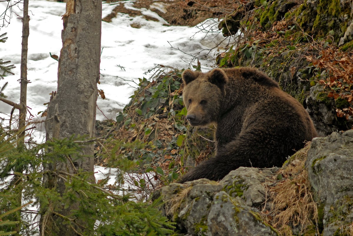 Ejemplar de oso europeo en los Pirineos (Foto: Michel VIARD/Getty Images/iStockphoto)  
O urso, apelidado de Caramelles, foi preservado e agora está em exibição no Museu de História Natural de Toulouse (Foto: LIONEL BONAVENTURE/AFP via Getty Images)
