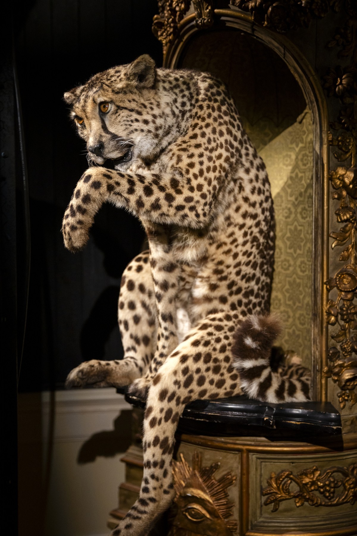 Museu em Amsterdã exibe arte e taxidermia de animais exóticos empalhados