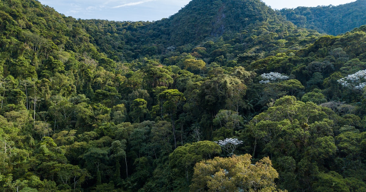 Emenda ao PL 2159/2021 pode facilitar desmatamento na Mata Atlântica, alertam especialistas