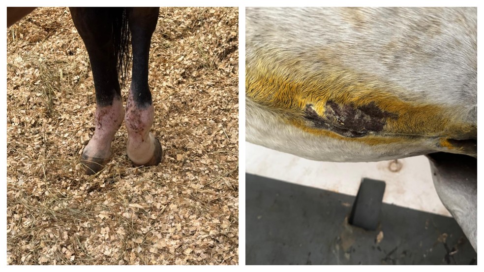 Cavaleiros denunciam maus-tratos a cavalos no Clube Hípico de Santo Amaro em SP