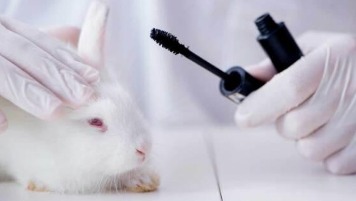 Brasil avança na proteção animal e pode banir testes cosméticos em animais