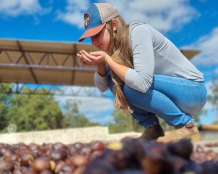 Frutos imaturos são transformados em cafés especiais por novo método de fermentação